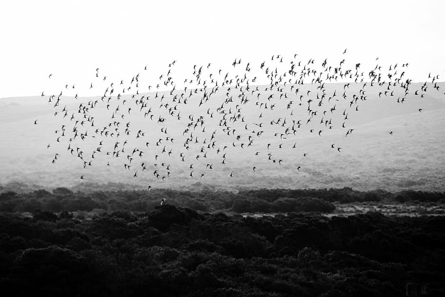 flock, birds, flying, forest, bird, flock of birds, animal, animals, wildlife, nature