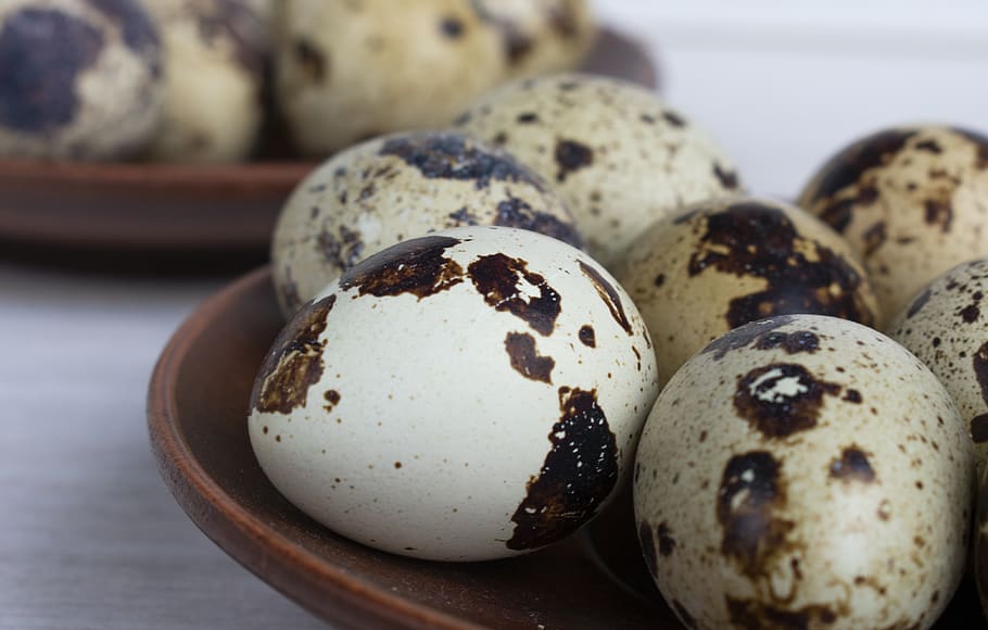 quail eggs, egg, breakfast, nutrition, food, delicious, healthy, food and drink, freshness, close-up
