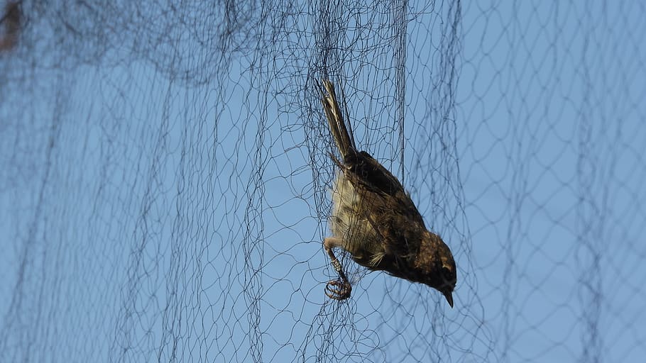 ornithology, caught a bird, bird in the net, ornithology network, network on birds, songbird, caught, trapped, animal themes, animal