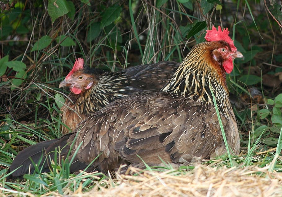 two, brown, red, hens, green, grass, green grass, chickens, rooster, hen