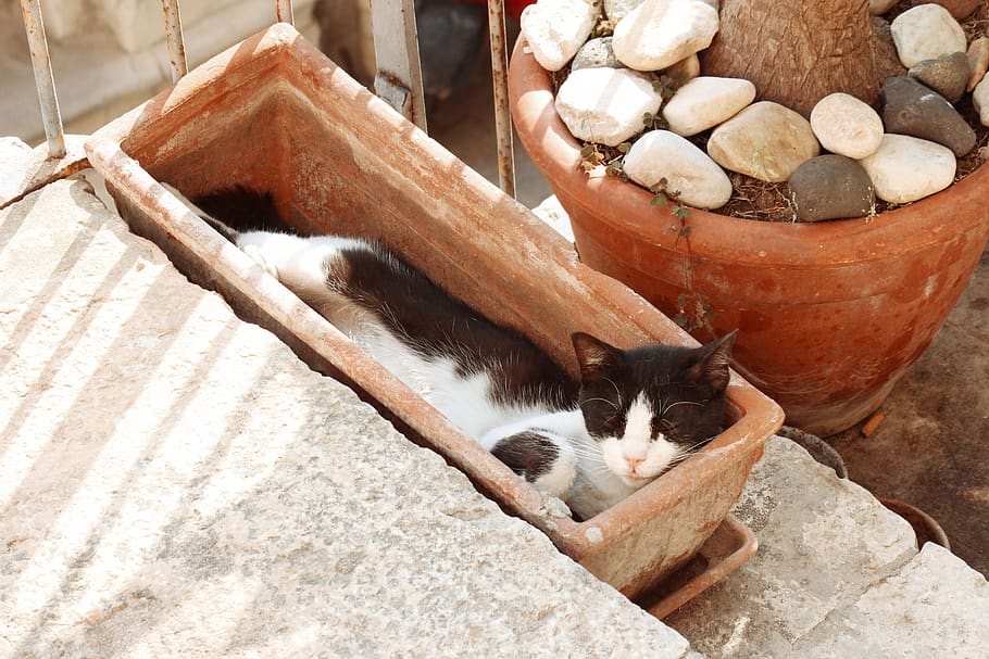 cat, sleep, vase, planter, stairs, white, nero, pet, muzzle, nature