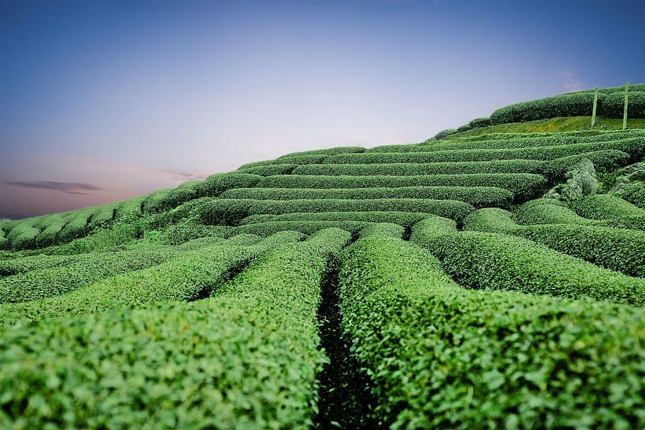 campo verde, colinas de chá moc chau, moc chau chá doi, chá da colina, moc chau, moc chau son la, agricultura, campo, cena rural, paisagem