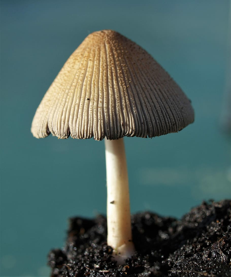 Fungi, Toadstool, Nature, Macro, close-up, day, water, outdoors, fungus, mushroom