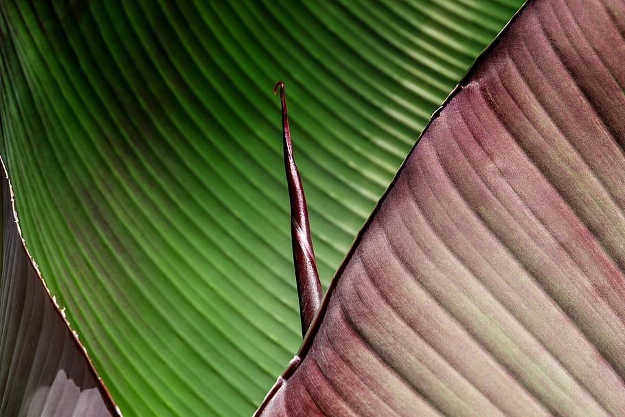 pink, green, cloth, leaf, banana leaf, greenish, lines, pattern, plant, growth