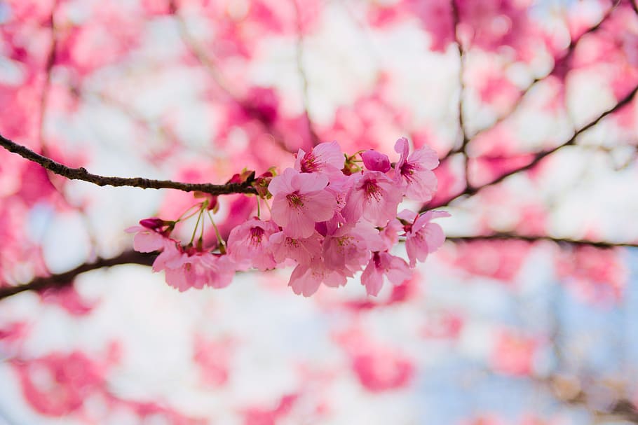 ceri, bunga, cabang, alam, musim, sakura, bunga sakura, pohon sakura jepang, bunga pohon, warna merah muda