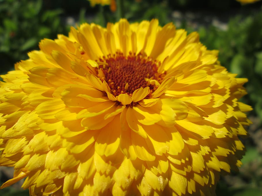 Marigold, Flower, Garden, Plant, flowers, garden, plant, nature, yellow, petal, summer