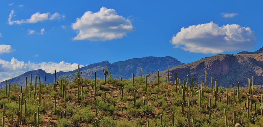 cactus field, daytime, tuscon, arizona, desert, beautiful, scenery, cactus, nature, landscape