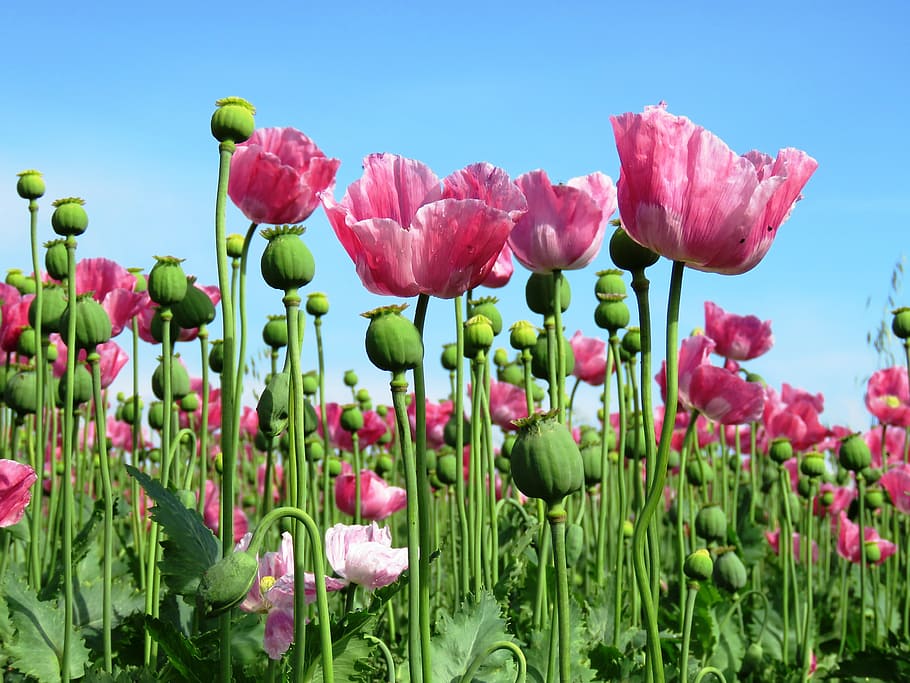 foto, warna merah muda, bidang bunga, poppy, opium poppy, mohngewaechs, kapsul poppy, bunga poppy, bidang, bidang bunga poppy