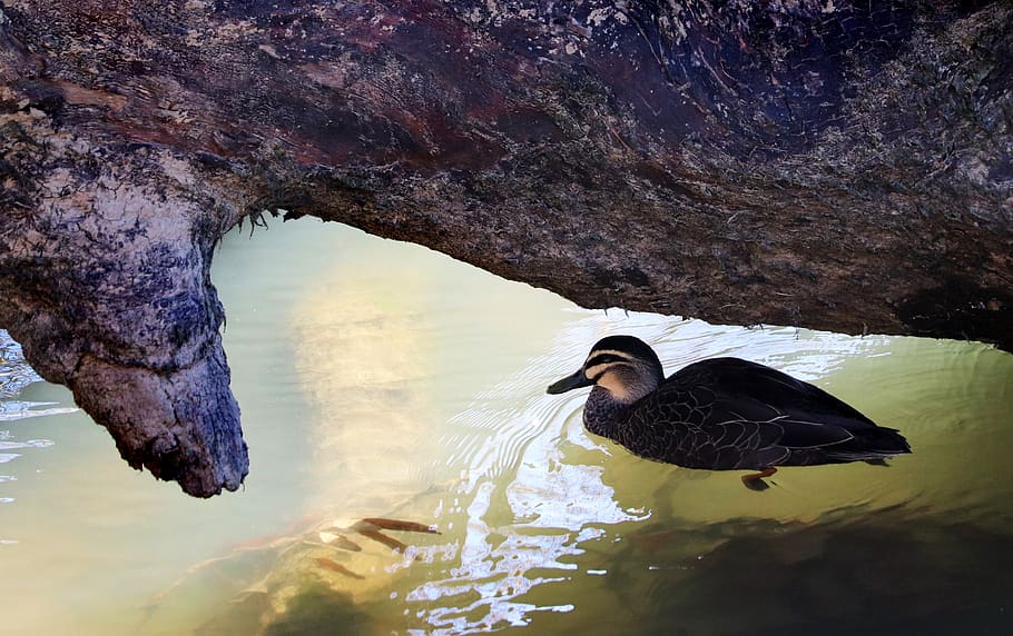 Swimming bird