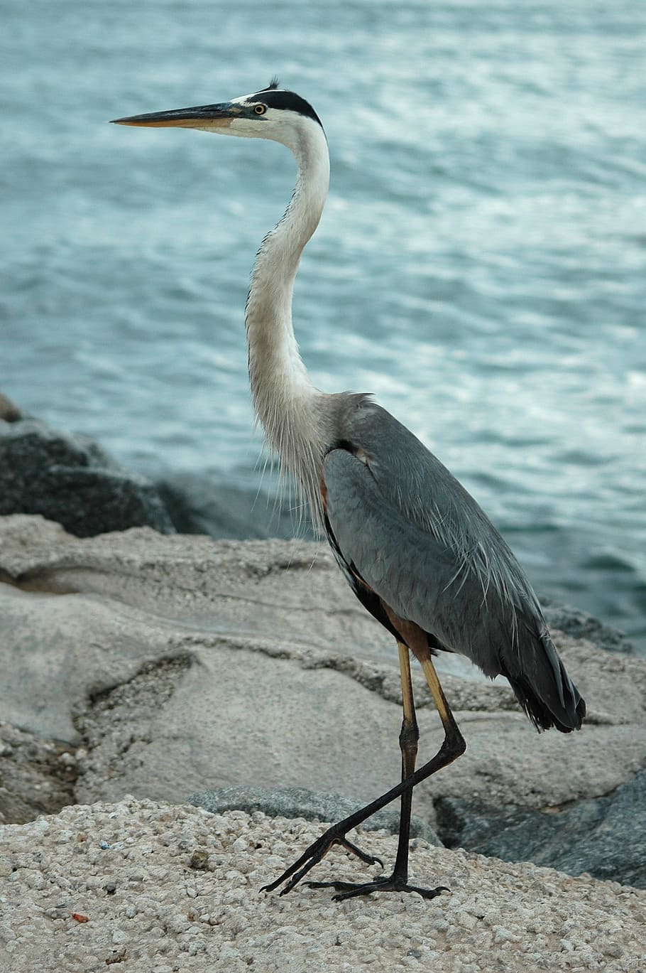 white, gray, sand, ocean, taken, daytime, Great Blue Heron, Egret, Bird, heron