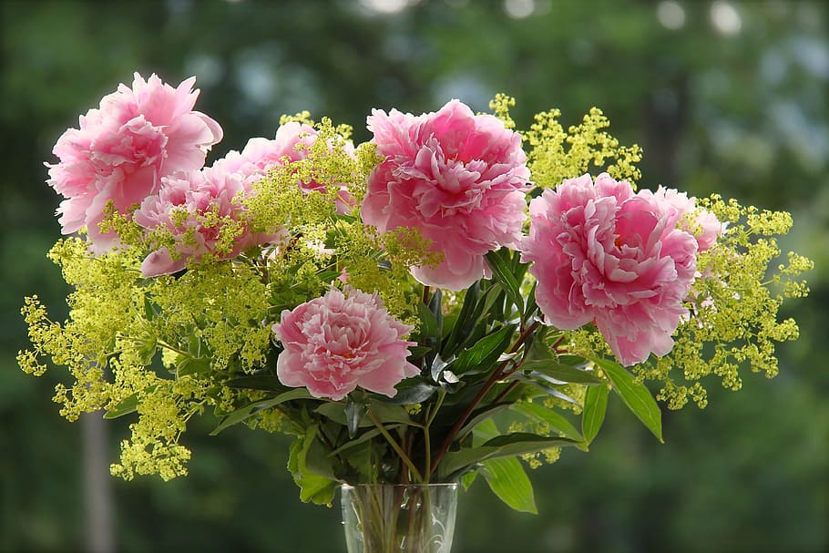 pink, yellow, lady, mantle flowers, vase, Peony, Lady's Mantle, flowers, bouquet, peonies