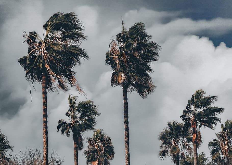 palm trees, storm, wind, weather, clouds, nature, sky, windy, tree, palm tree