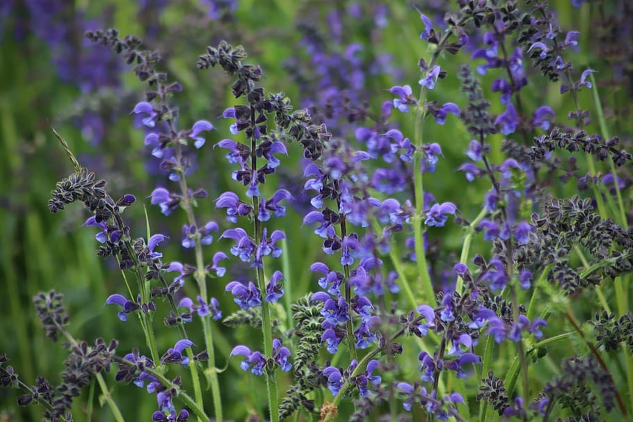 bijak, bijak liar, salvia pratensis, mekar, bunga, biru, padang rumput, Lamiaceae, bunga liar, bunga menunjuk