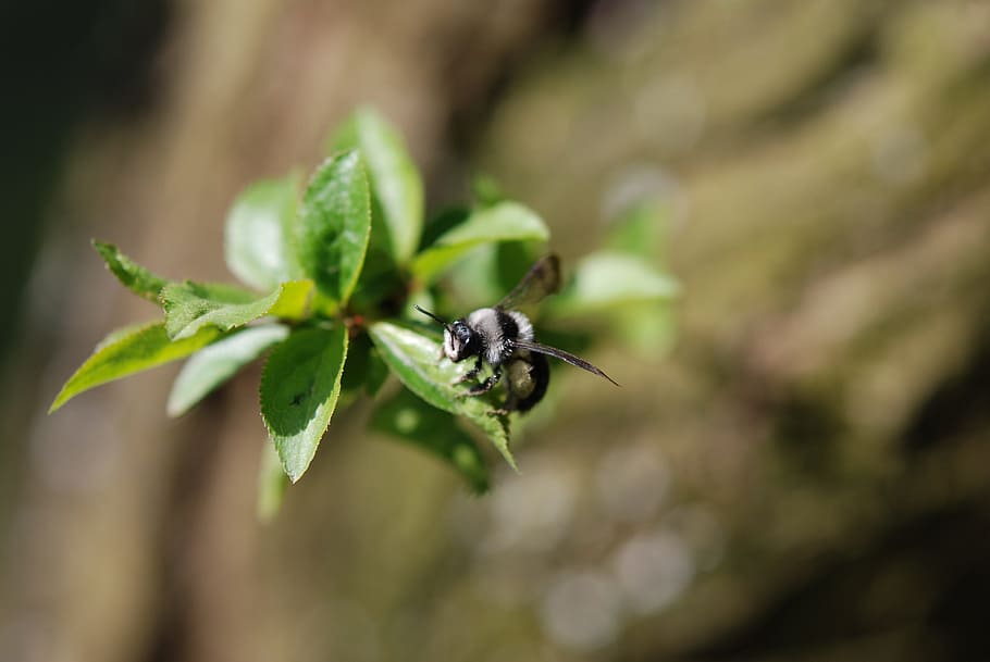 Bumblebee, Musim Semi, Alam, Makro, serangga, close-up, hewan, tanaman, daun, Warna hijau