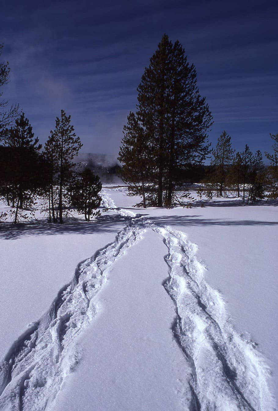 Snowshoe, Winter, Landscape, Snow, trails, cold temperature, white color, tree, nature, plant
