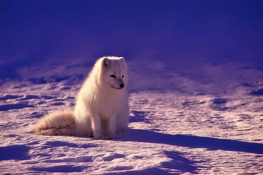 белый wofl, Норвегия, лиса, Арктика, животное, Дикая природа, снег, зима, пейзаж, милый