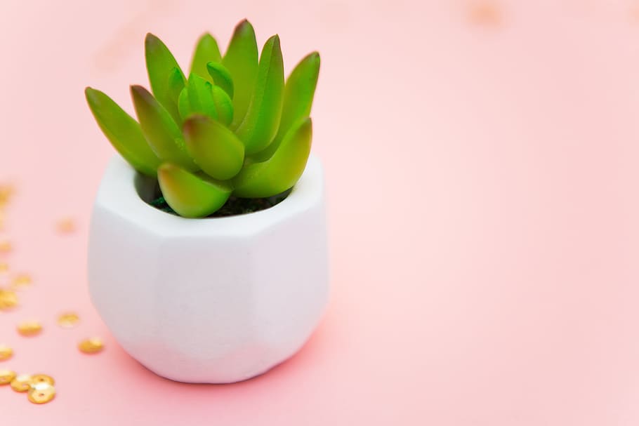 green cactus plant, succulent, rose, nice, plant, summer, decoration, pink, card, composition