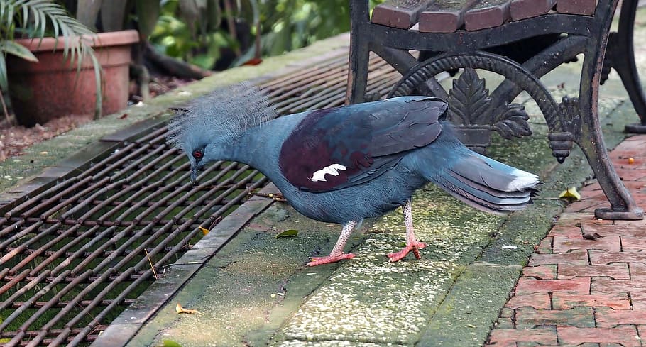 big pigeon, outdoor, western, crowned, pigeon, big, large, bird, wild, domestic