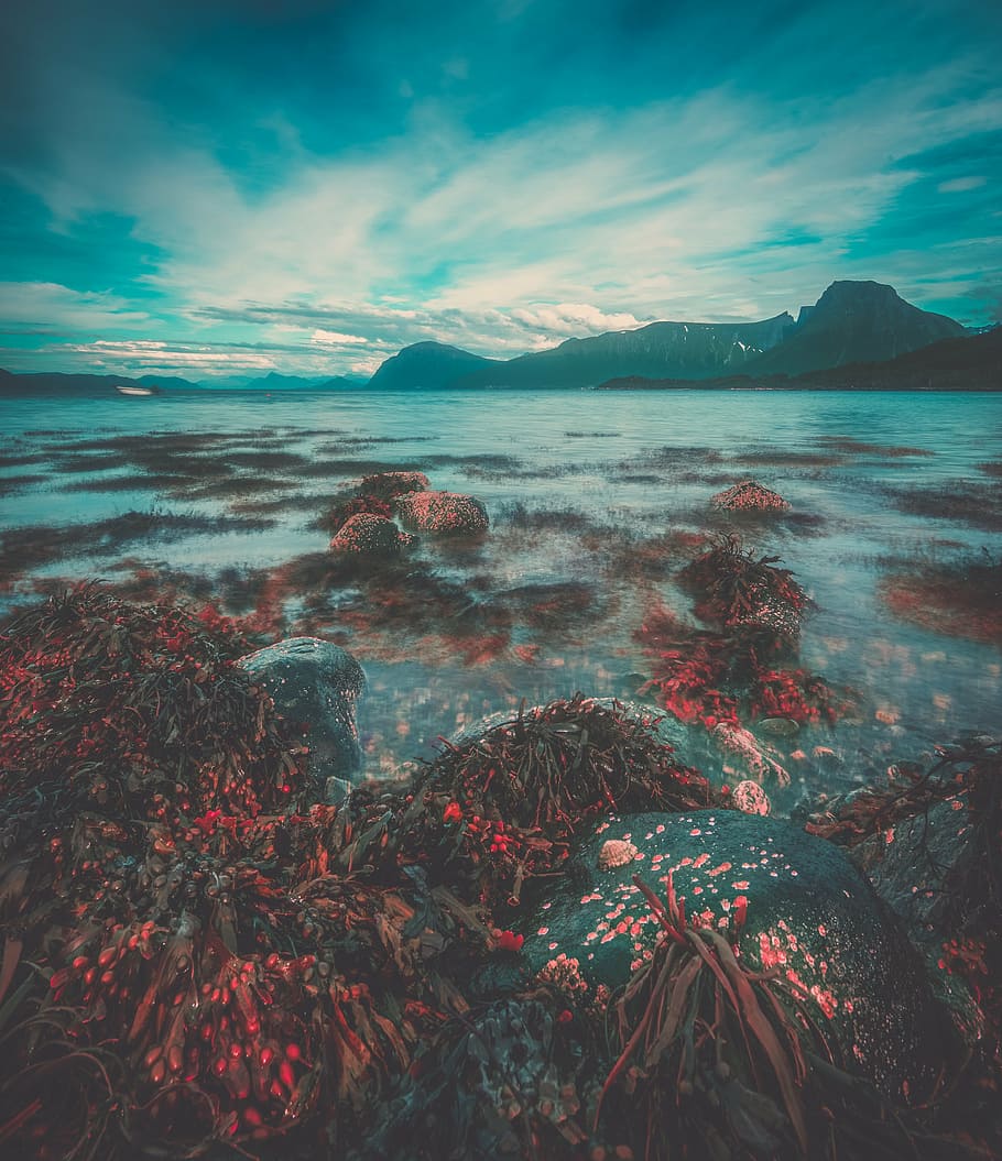 landscape photography body, water, nature, coral, ocean, sea, flowers, rocks, clouds, sky