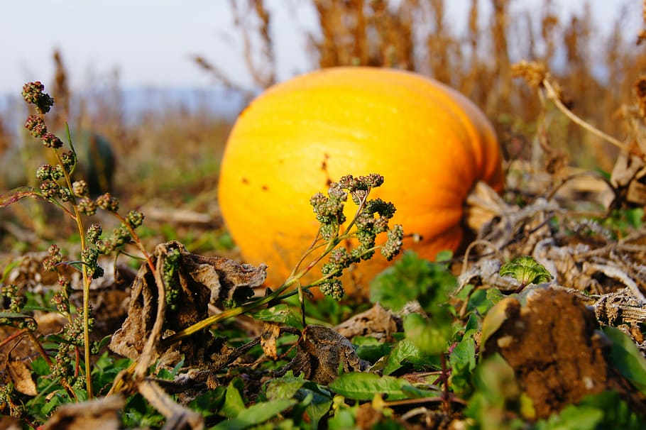 pumpkin, autumn, halloween, vegetables, harvest, vegetable, orange Color, gourd, squash - Vegetable, nature
