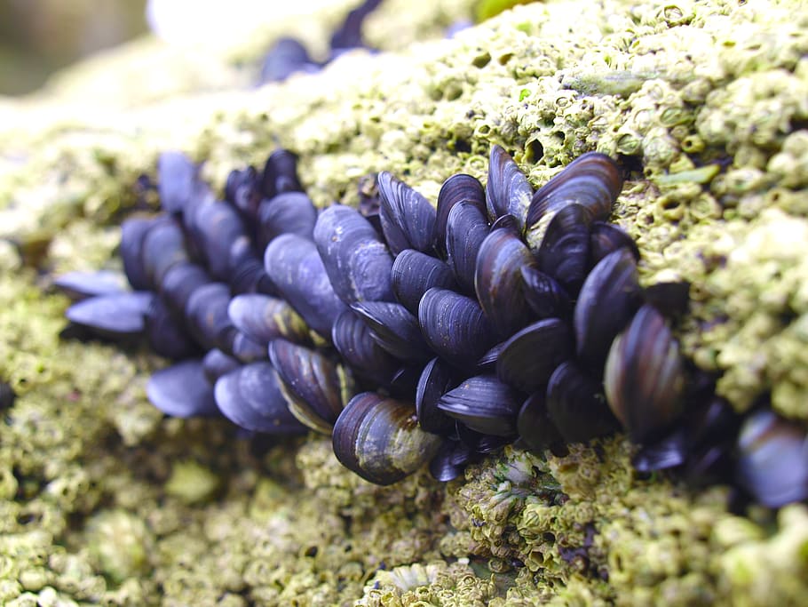 mussels, mussel, animal world, molluscs, shells, purple, freshness, growth, close-up, beauty in nature