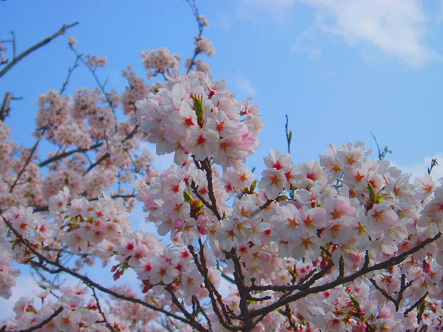Cherry, Cherry, Cherry Blossoms, Spring, Pink, cherry, flowers, natural, plant, japan, sakura
