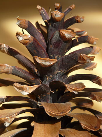 pine-cones-tap-brown-wood-royalty-free-thumbnail.jpg