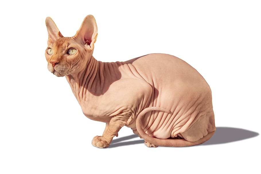 Sphinx Cat Sitting Sit Mammal One Animal Domestic Animals Domestic Pets White Background Pxfuel