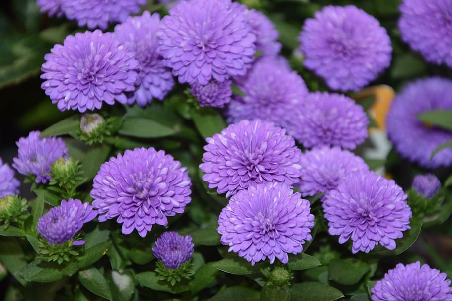 warna bunga, violet, massif, jardiniere, buket, taman, bunga ungu, tanaman berbunga, bunga, tanaman