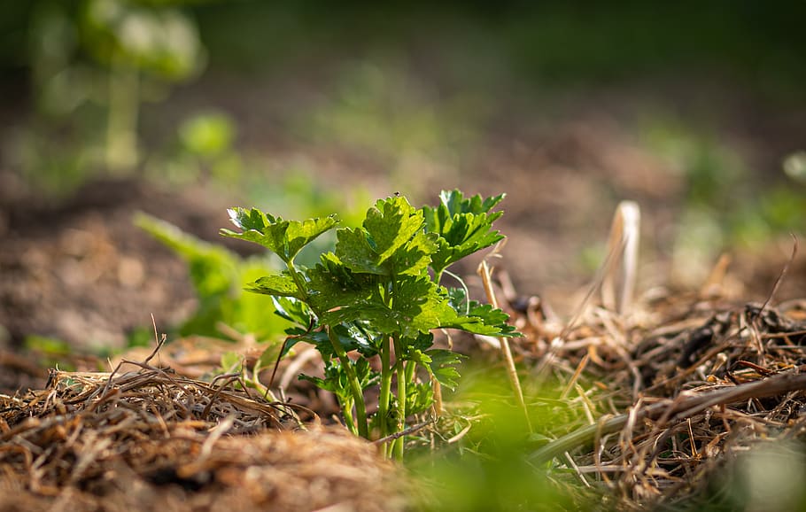 crop, celery, field, agriculture, nature, plant, backlighting, spring, mood, mulch