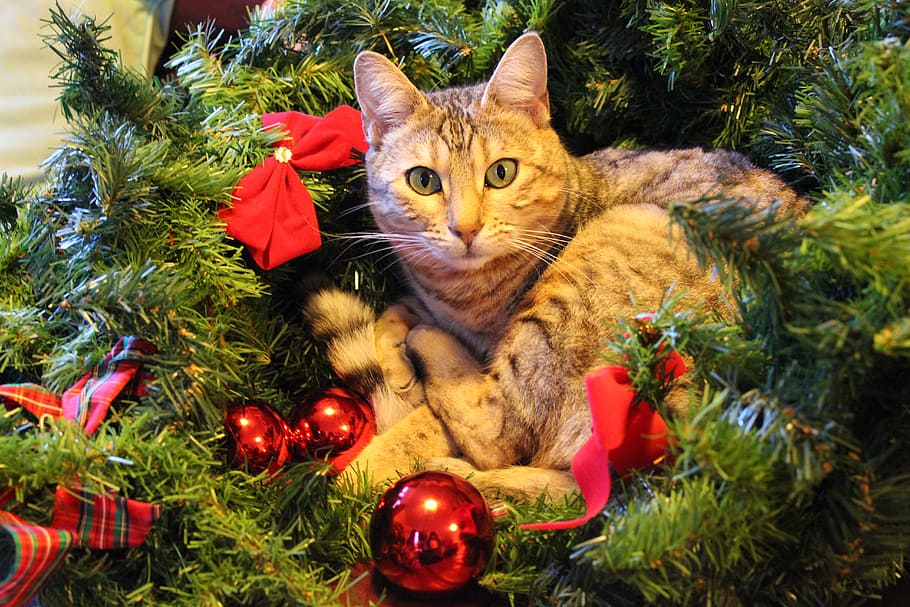 brown, tabby, cat, green, christmas tree, christmas, festive, pets, domestic cat, domestic