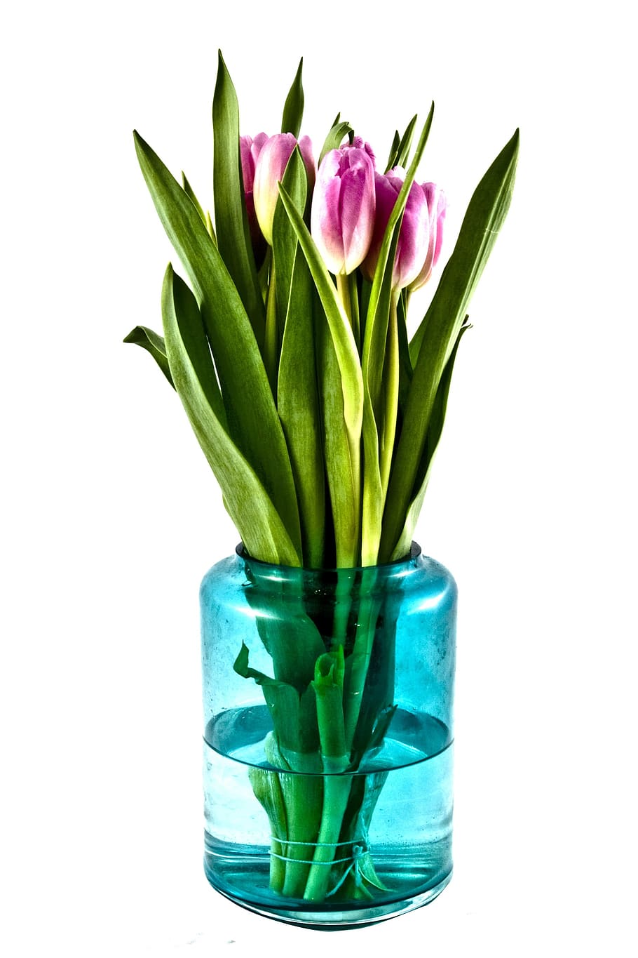 planta floreciendo, florero de vidrio, tulipanes, ramo, flores, florero, planta, tulipán, flor, color verde