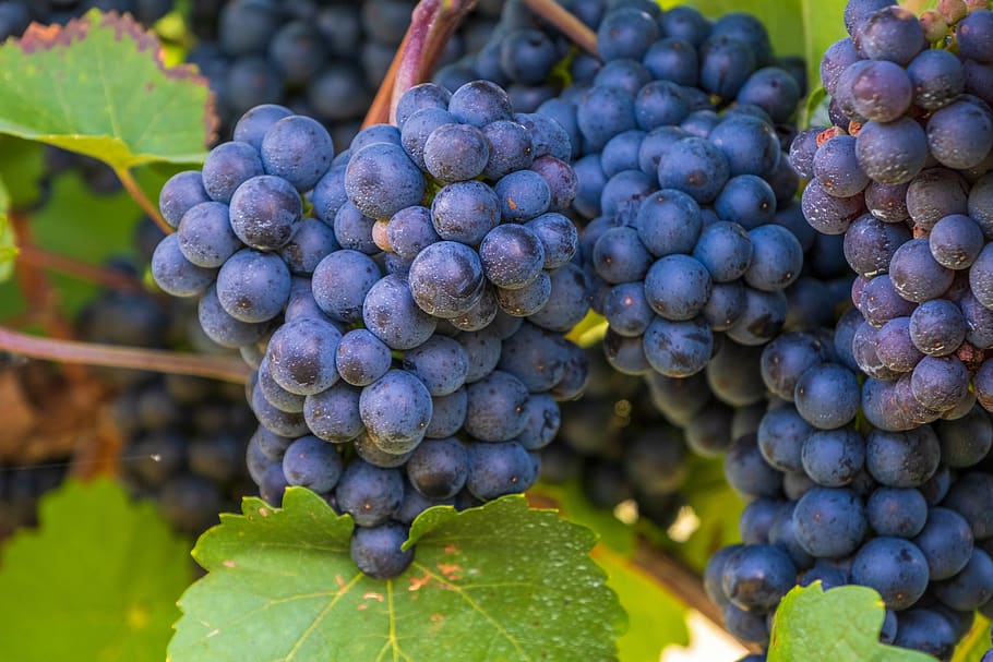 grapes, blue, fruit, grapevine, vine, healthy, vitamins, nature, sweet, wine