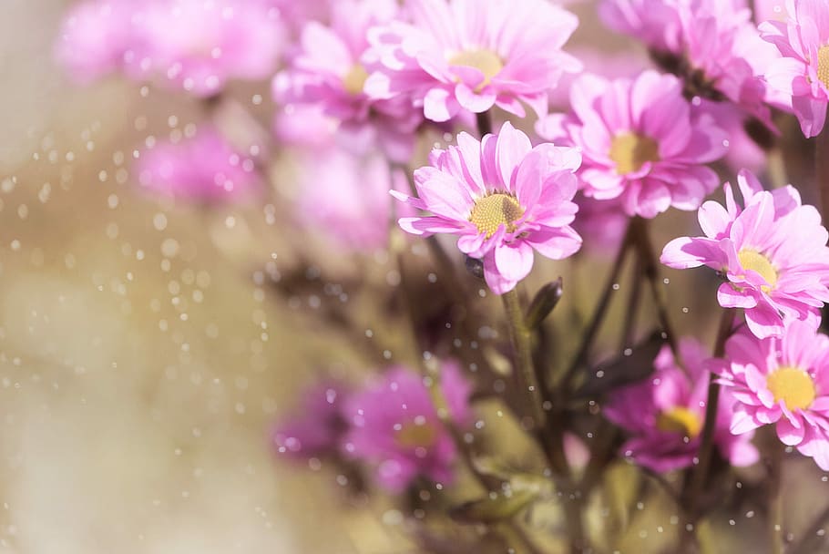 花 ピンク ピンクの花 植物 クローズ 美しい 小さな花 自然 花の写真 開花植物 Pxfuel