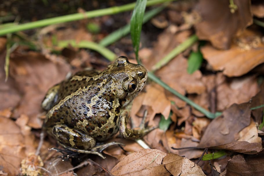 Toad, Forest, Leaves, Autumn, aquatic animal, frog, close, forest floor, tree frog, amphibians
