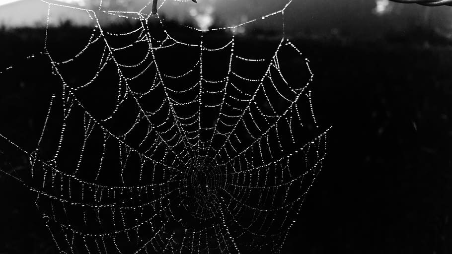 cobweb, web, black, dew, black and white, belize, morning, morgen, spider web, fragility