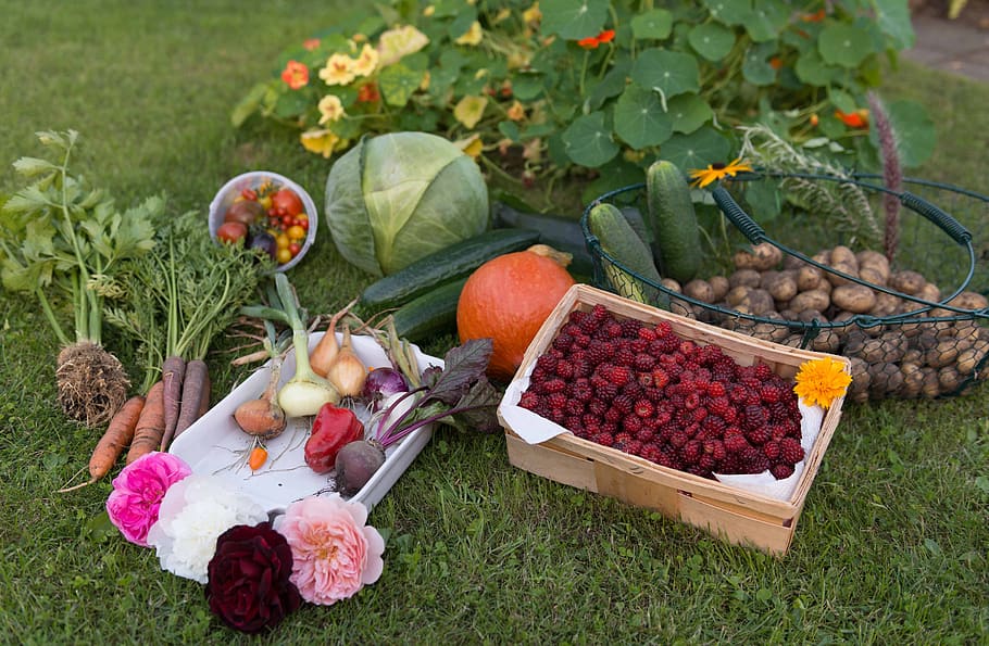 autumn, harvest, garden, vegetables, vegetable garden, fruit, potatoes, carrots, pumpkin, zucchini