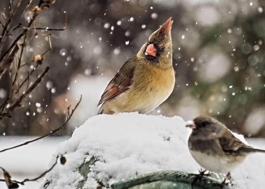 selektif, fokus fotografi, pyrrhuloxia, kardinal, kardinal betina, burung, margasatwa, di luar ruangan, salju, mengamati burung