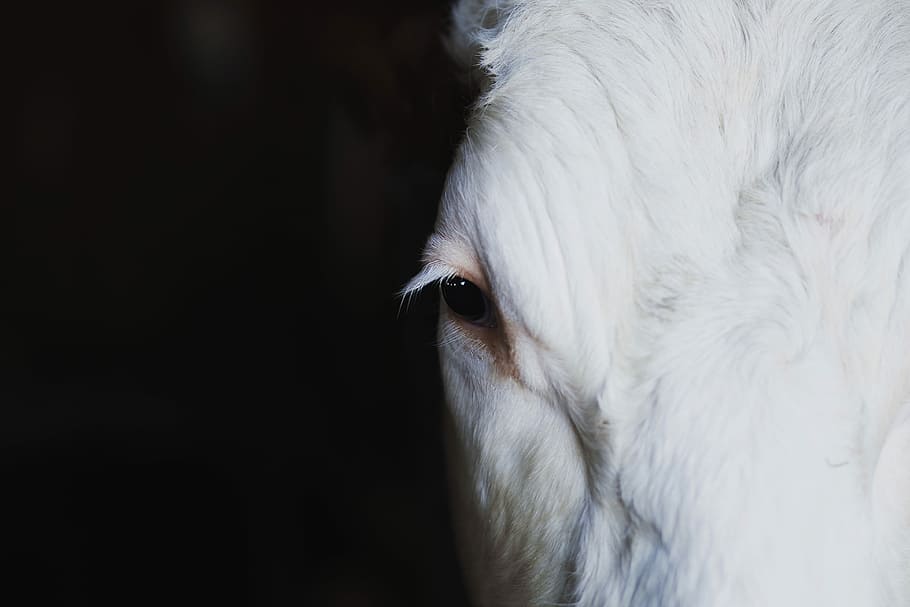 closeup, photography, white, goats face, closeup photography, goats, face, black, cows, eyes
