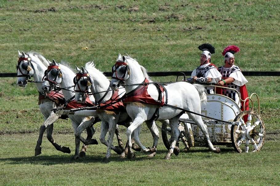 lipizzaner, quatro dentes, romano, cavalos, carrinho, dirigindo, cavalo, grama, campo, equitação