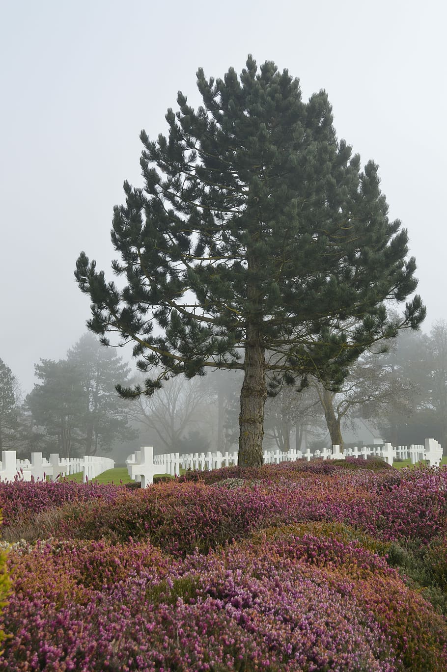 Tree, Cemetery, American, Fog, Falls, normandy, france, plants, tribute, commemoration