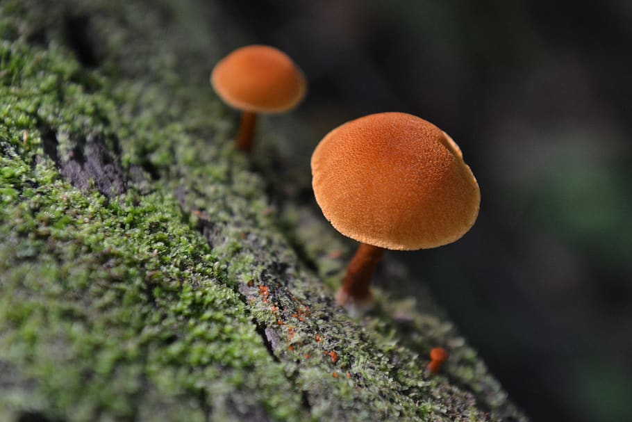 mushroom, tree, moss, inedible, orange, macro, woody, balance beam, nature, food