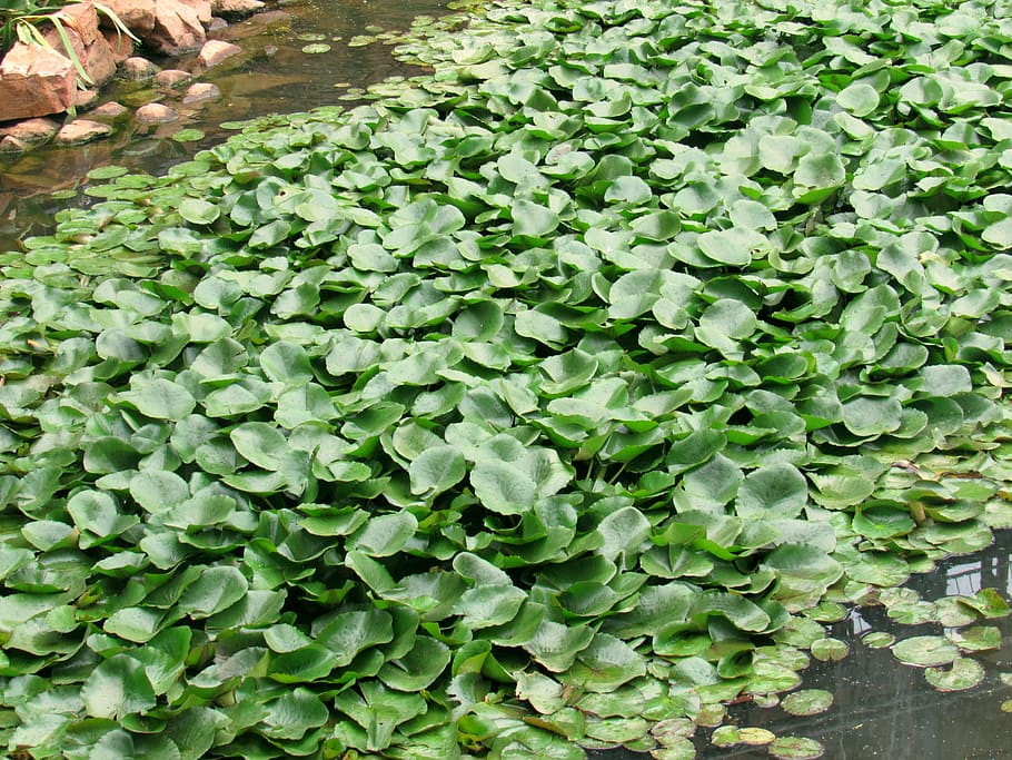 water hyacinth, pond, garden, plant, aquatic, macrophyte, eichhornia, crassipes, green, leaves