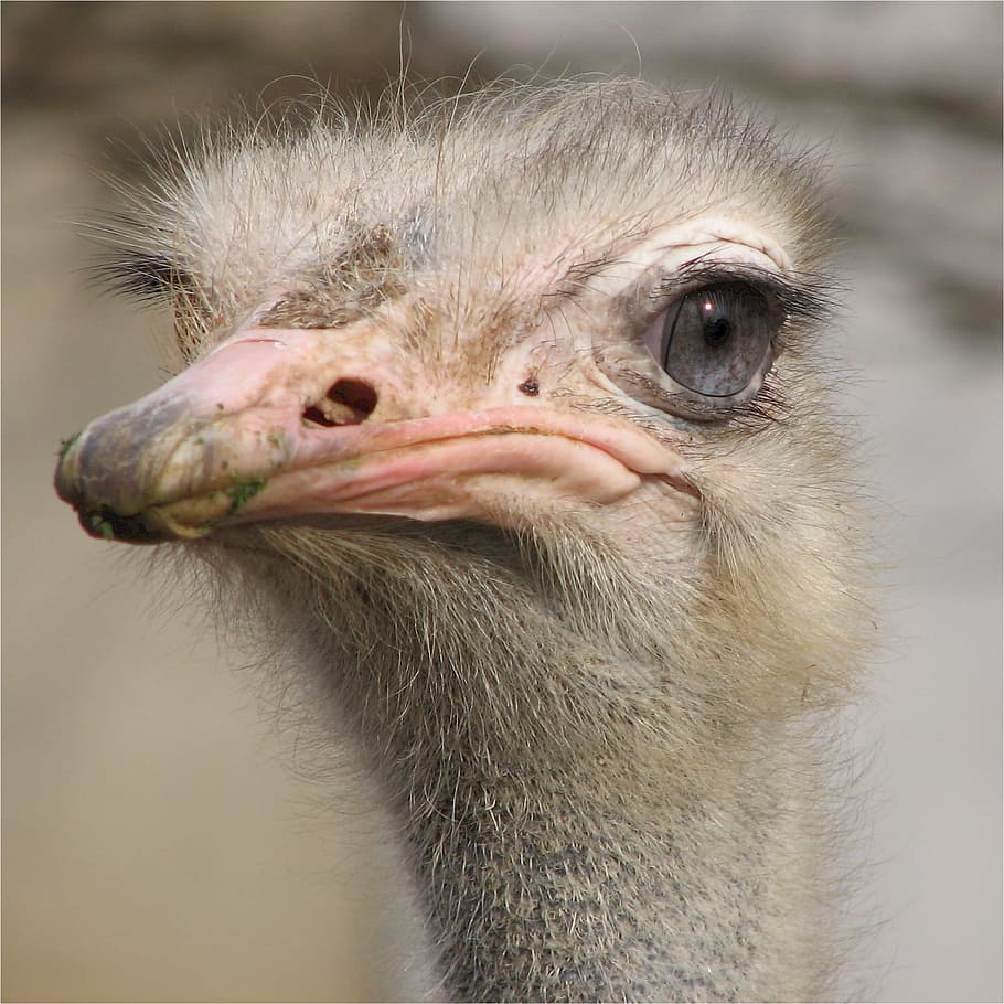 Ostrich, Bird, Head, Beak, Neck, flightless, feather, eyes, animal, animal body part