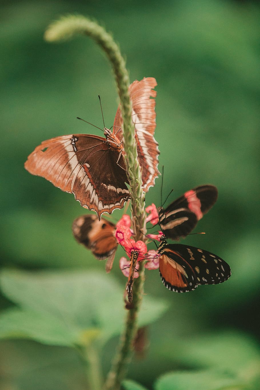 empat, kupu-kupu, merah muda, bunga klaster, selektif, fotografi fokus, ngengat, serangga, makro, close up