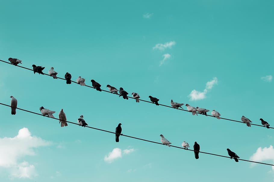 birds perching, wires, nature, pigeon, wild, bird, natural, rest, sitting, colourful