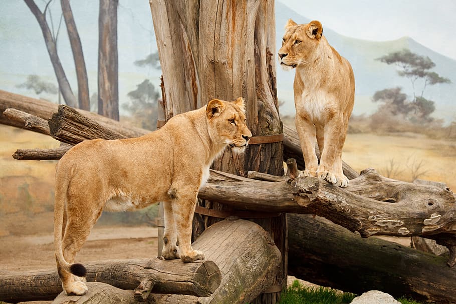 two, beige, lions, tree branches, lioness, downed, trees, africa, animal, big