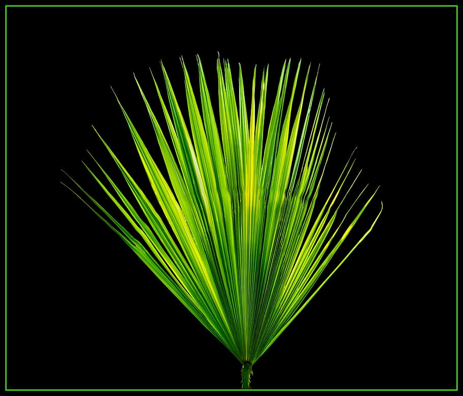 green, fan palm leaf, palm leaf, new leaf, palm fronds, green Color, nature, backgrounds, abstract, black background
