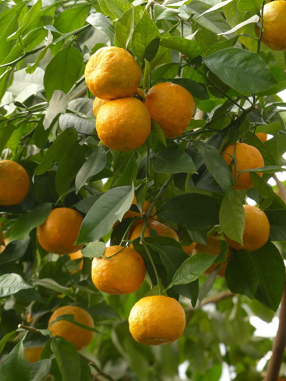 Casca, frutas, laranjas amargas, citrus aurantium, sevilha laranja, laranja azeda, citros, laranja semelhante a, laranja, árvore