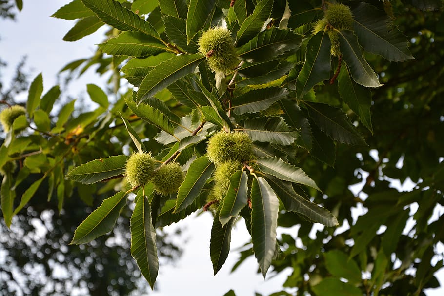 chestnut, bugs, chestnuts, green, spice, shell thorny, spicy, tree, nature, fruit